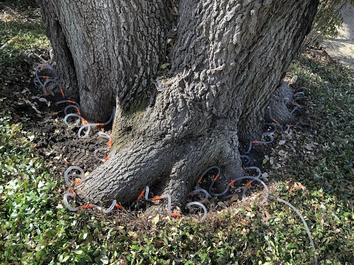 Detailed Tree Cabling and Bracing job site in Byron