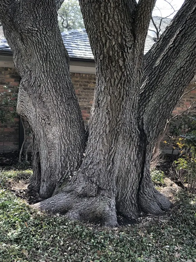 Mature heritage tree close to a Byron property cared for by certified arborists